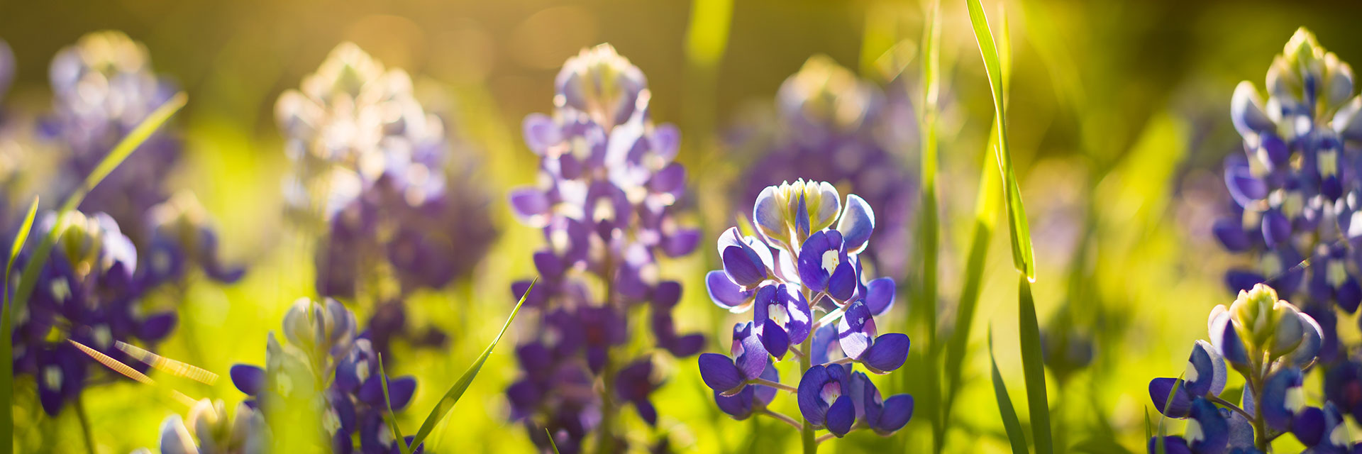 Bluebonnet Flowers